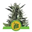 Blue Cheese Auto Royal Queen Seeds 1