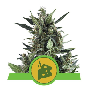 Blue Cheese Auto Royal Queen Seeds