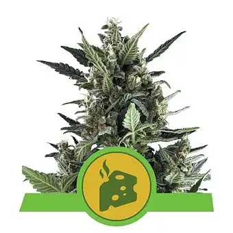 Blue Cheese Auto Royal Queen Seeds 1