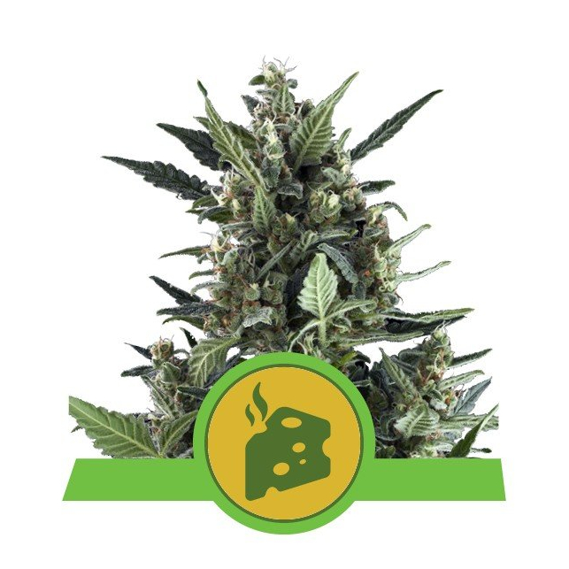 Blue Cheese Auto Royal Queen Seeds