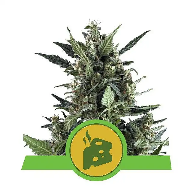 Blue Cheese Auto Royal Queen Seeds 1