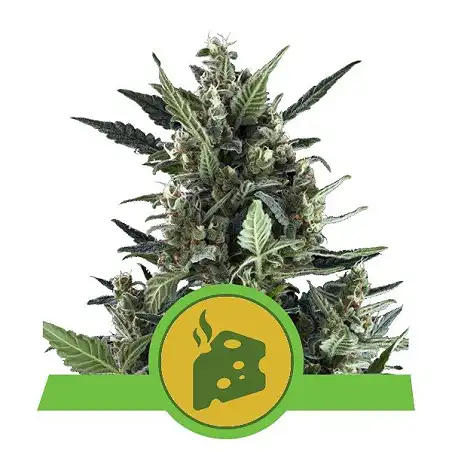 Blue Cheese Auto Royal Queen Seeds 1