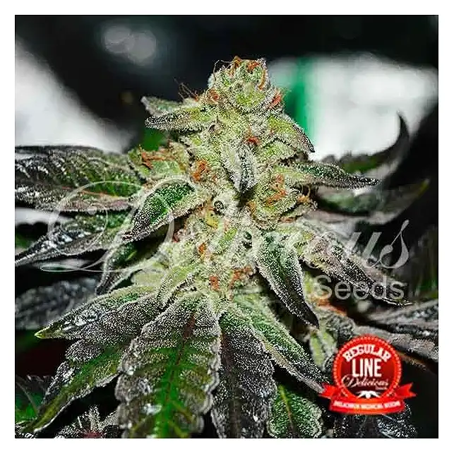 Original Juan Herer - Delicious Seeds 1