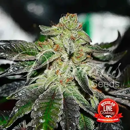 Original Juan Herer - Delicious Seeds 1