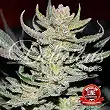 Desconocida Kush ( Unknown Kush) - Delicious Seeds