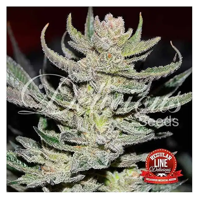 Desconocida Kush ( Unknown Kush) - Delicious Seeds