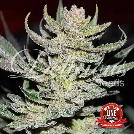 Desconocida Kush ( Unknown Kush) - Delicious Seeds