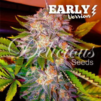 Caramelo Early Version - Delicious Seeds 1