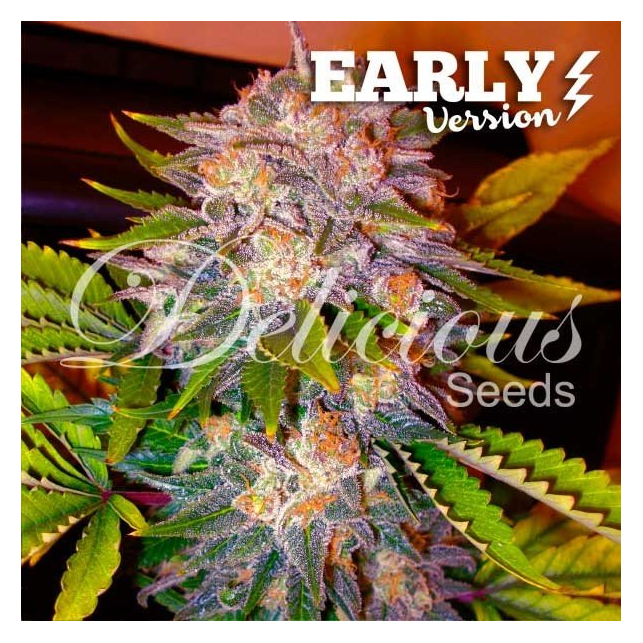 Caramelo Early Version - Delicious Seeds 1