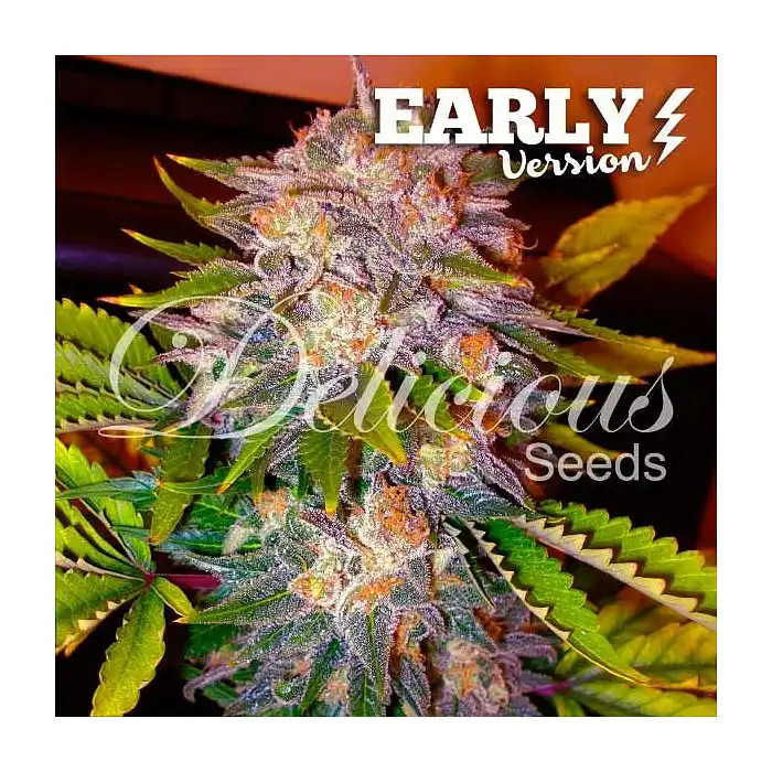 Caramelo Early Version - Delicious Seeds 1