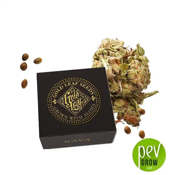 Kava - Gold Leaf Gardens