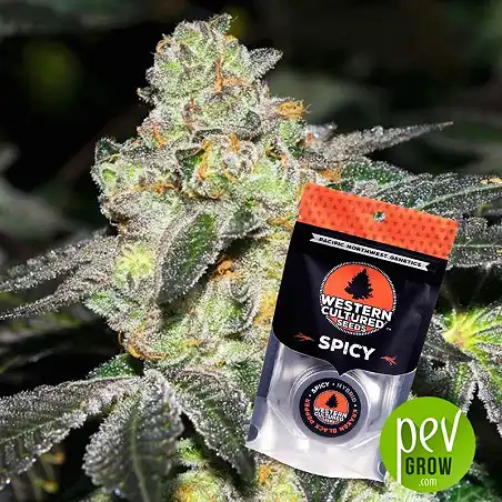 Kraken Black Pepper - Spicy plant - Western Culture Seeds