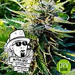 Nuttea Haze - French Touch Seeds
