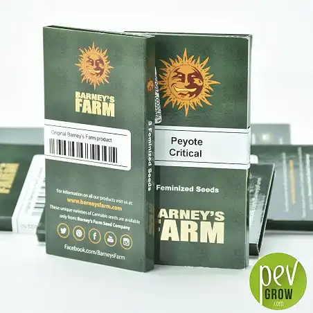 Peyote Critical - Barneys Farm