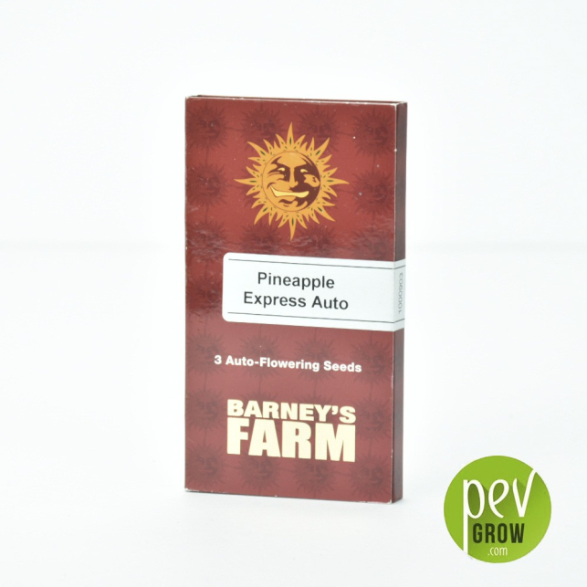 Pineapple Express Barneys Farm 4