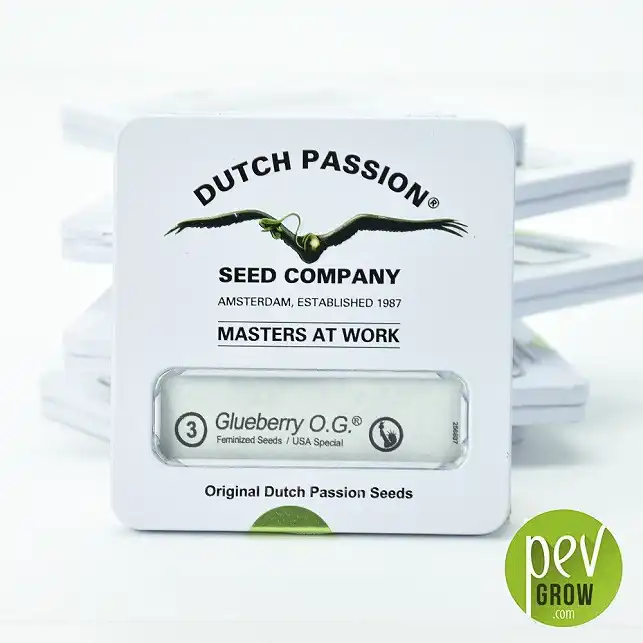 Glueberry O.G - Dutch Passion