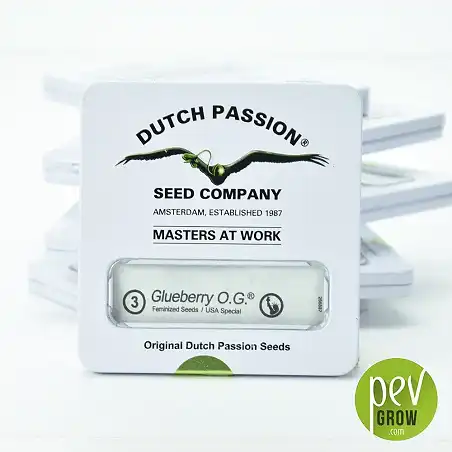 Glueberry O.G - Dutch Passion