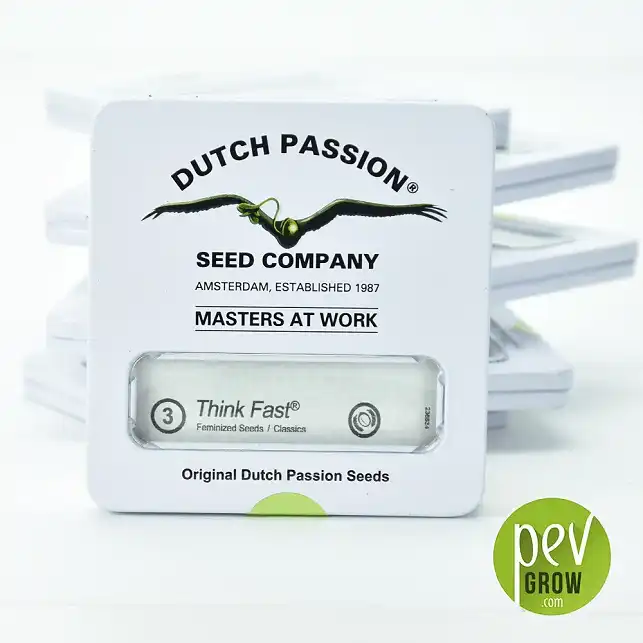 Think Fast - Dutch Passion
