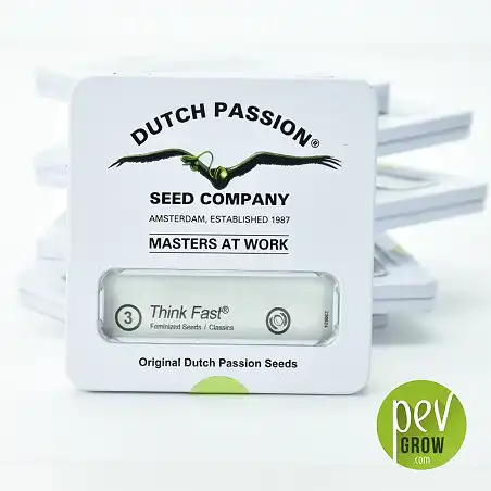 Think Fast - Dutch Passion