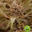 Pure Gelato - Vision Seeds