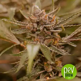 Pure Gelato - Vision Seeds
