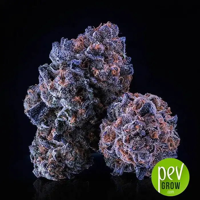 Purple Punch - Gold Leaf Gardens