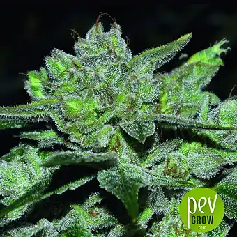 Sour Glue - Medical Seeds