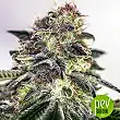 Sticky Dream Express - Positronics