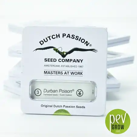 Durban Poison - Dutch Passion