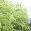 Semillas de Cáñamo Fédora 17 Semillas de Cáñamo Fédora 17