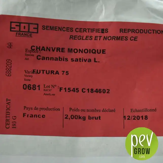 Graines de chanvre Futura 75 - informations