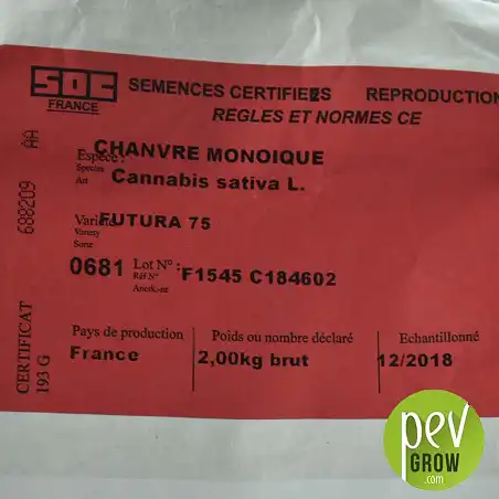 Hemp Seeds Futura 75 - information