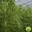Hemp Seeds Futura 75