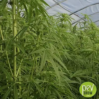 Hemp Seeds Futura 75