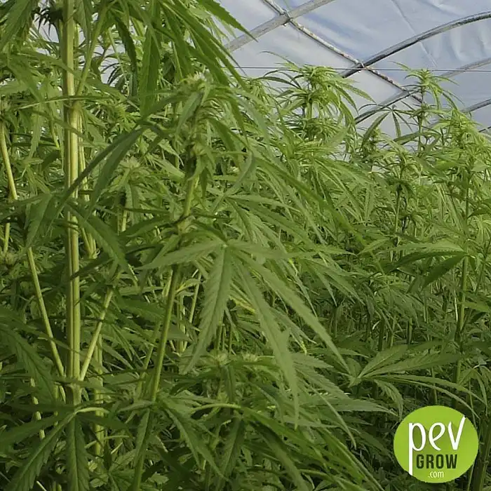 Hemp Seeds Futura 75