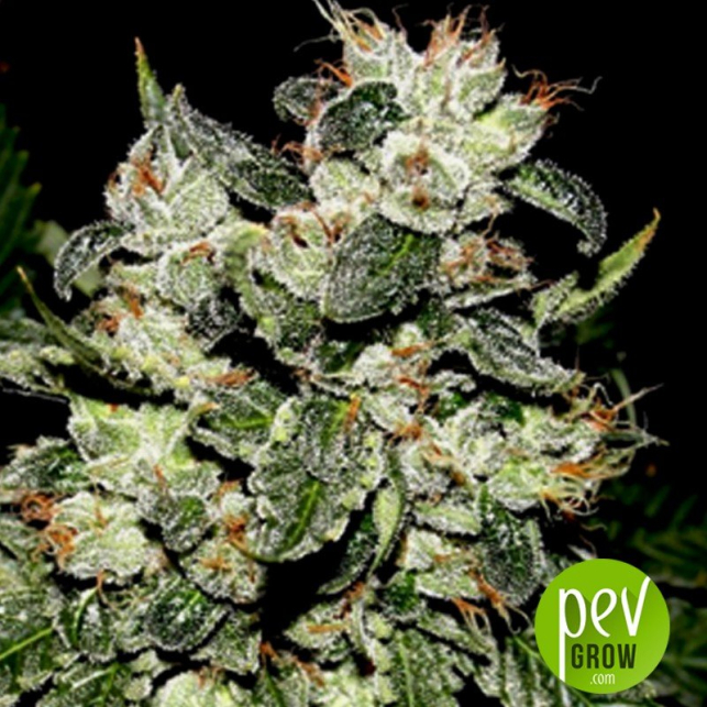 🥇 Original Bruce Banner 【 Dark Horse Genetics 】 Power