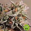 Vision Gelato Auto - Vision Seeds