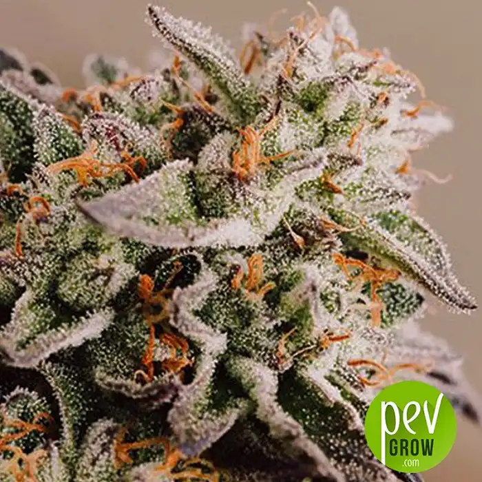 Vision Gelato Auto - Vision Seeds