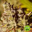 Vision Gorilla - Vision Seeds