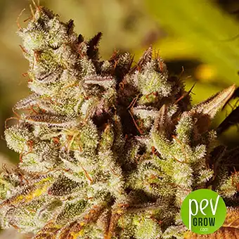 Vision Gorilla - Vision Seeds