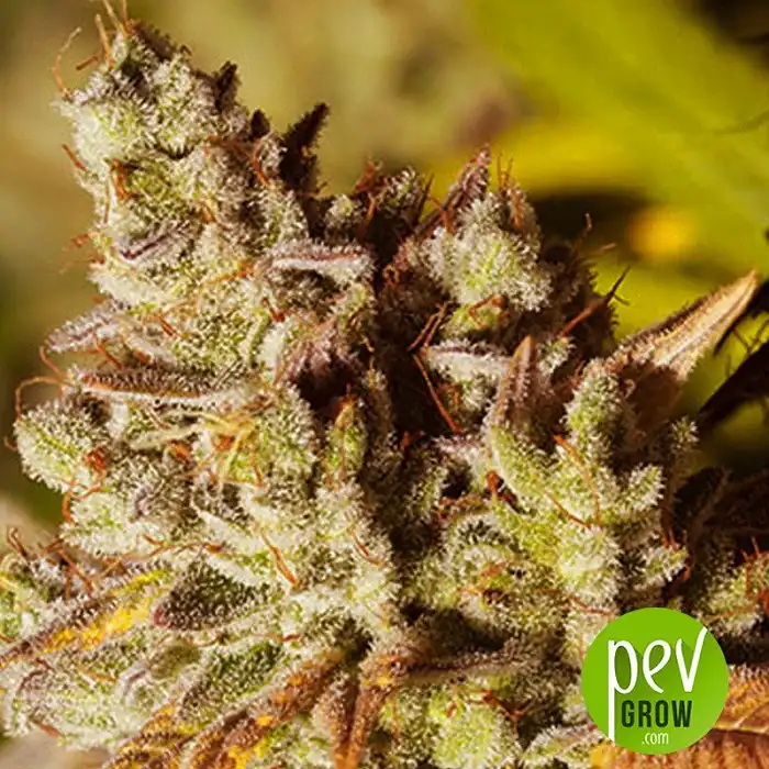 Vision Gorilla - Vision Seeds