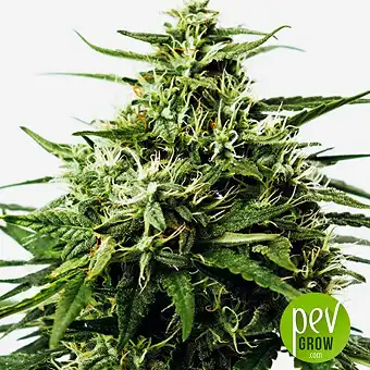 Vision Gorilla Auto - Vision Seeds