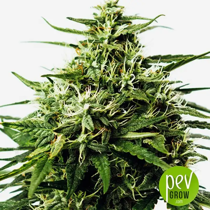 Vision Gorilla Auto - Vision Seeds