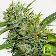 Vision Kosher - Vision Seeds Vision Kosher - Vision Seeds