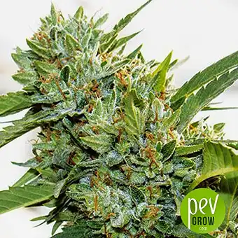 Vision Kosher - Vision Seeds