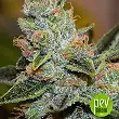 Wedding Cake X Triple OG - Vision Seeds