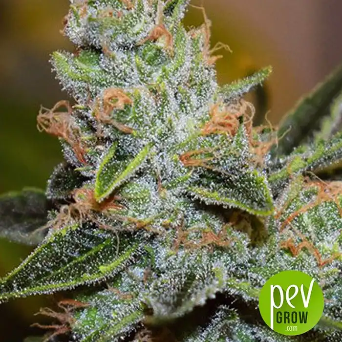 Wedding Cake X Triple OG - Vision Seeds