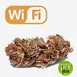 Wifi - Phat Panda Wifi - Phat Panda