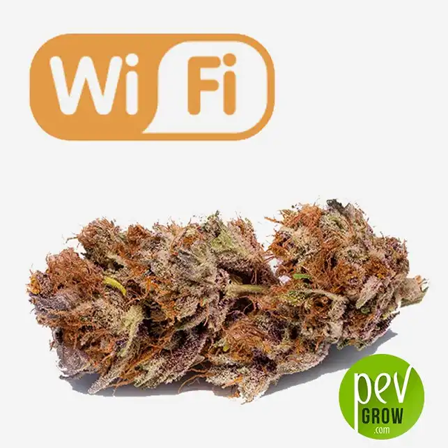 Wifi - Phat Panda