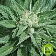 Wifi planta - Phat Panda Wifi planta - Phat Panda